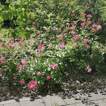 Sunny Garden *